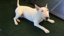 Adorable Bull terrier puppies. Image eClassifieds4u 2