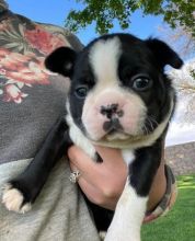 Gorgeous male and female Boston terrier Puppies Image eClassifieds4u 1
