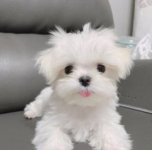 Healthy Male and Female MALTESE Puppies Available For Adoption (yannickbree@gmail.com) Image eClassifieds4u 1