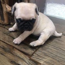 Healthy Male and Female pug Puppies Available For Adoption (henrrjonas@gmail.com) Image eClassifieds4u 2