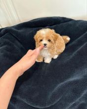 Maltipoo Puppies Looking For Their Forever Home(vidskelley@gmail.com) Image eClassifieds4u 1