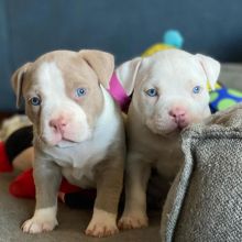 Pitbull puppies for adoption (jespalink@gmail.com) Image eClassifieds4u 2