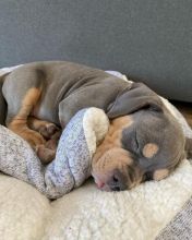 Two pitbull puppies for adoption (renemailey3@gmail.com) Image eClassifieds4u 4
