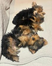 Two Teacup YORKIE Puppies Need a New Family (jmalin882@gmail.com) Image eClassifieds4u 2