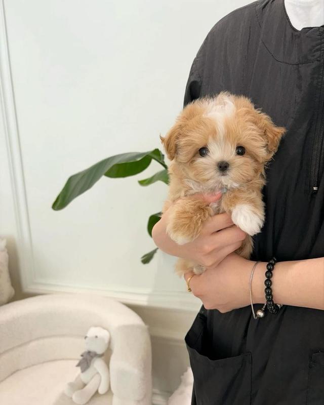 Maltipoo Puppies Looking For Their Forever Home (vidskelley@gmail.com) Image eClassifieds4u