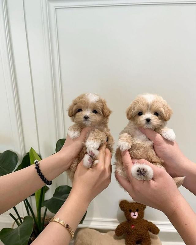 Maltipoo Puppies Looking For Their Forever Home(vidskelley@gmail.com) Image eClassifieds4u