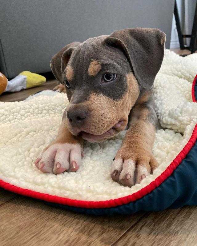 Two pitbull puppies for adoption (renemailey3@gmail.com) Image eClassifieds4u