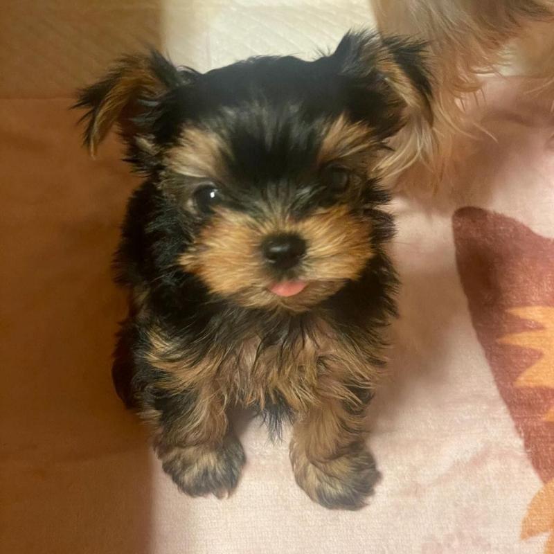 Two Teacup YORKIE Puppies Need a New Family (jmalin882@gmail.com) Image eClassifieds4u