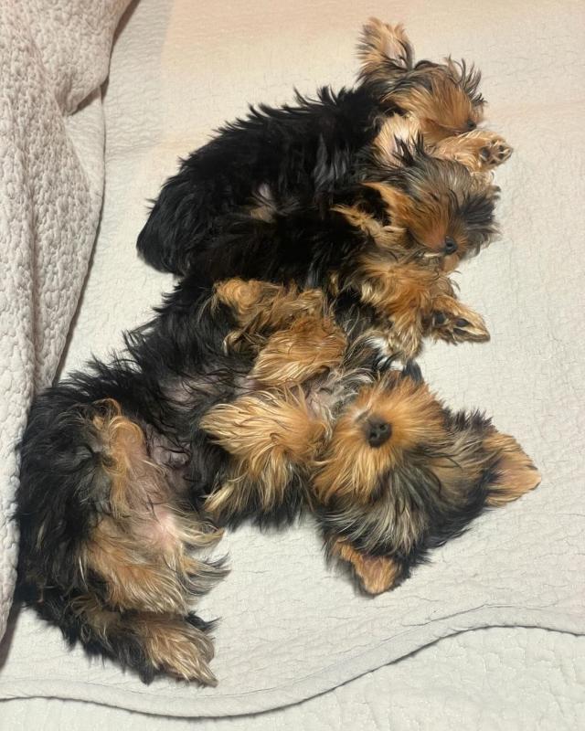 Two Teacup YORKIE Puppies Need a New Family (jmalin882@gmail.com) Image eClassifieds4u