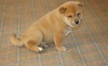 Charming Shiba Inu Puppies for Sale
