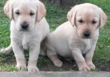 Registered Golden Retriever Puppies