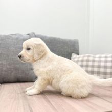Two Golden Retriever Puppies Needs a New Family