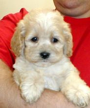 xmas male and female apoo puppies for free adoption