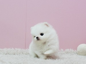 Adorable Pedigree Pomeranian Puppies Ready Image eClassifieds4u