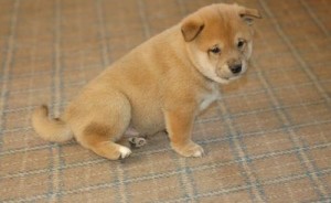 Charming Shiba Inu Puppies for Sale Image eClassifieds4u