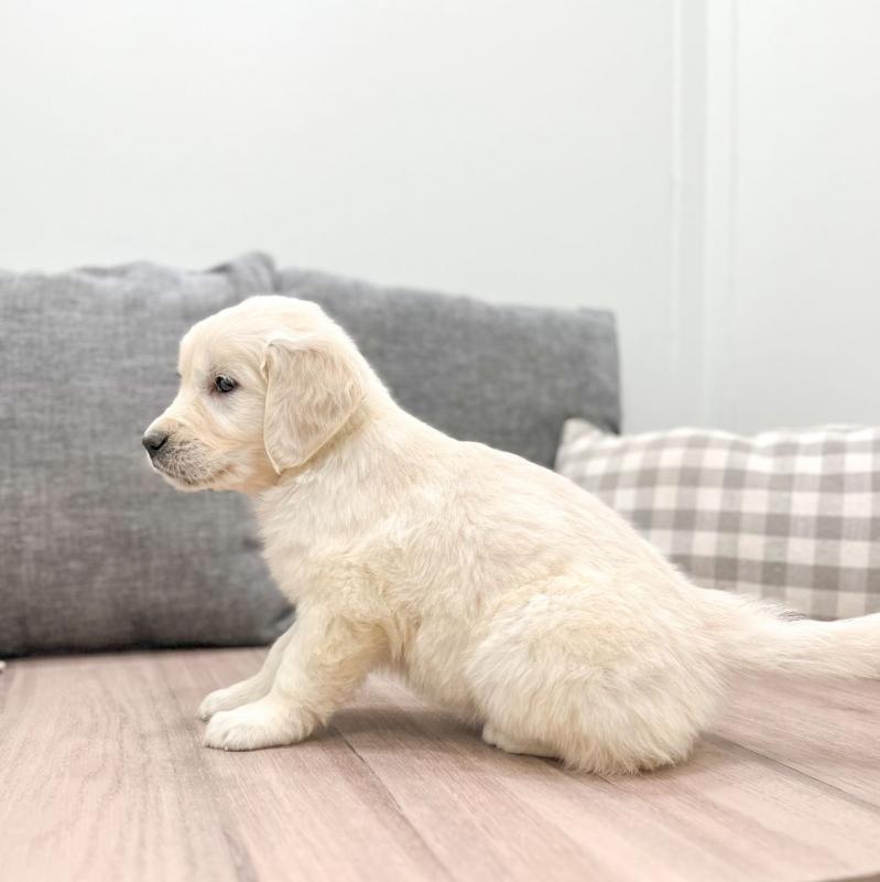Two Golden Retriever Puppies Needs a New Family Image eClassifieds4u