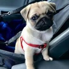 Adorable Pug puppies available