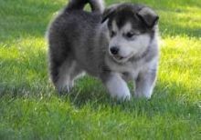 Magnificent Alaskan Malamute puppies