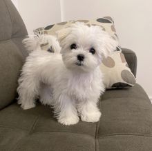 male and female Maltese puppies Image eClassifieds4u