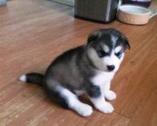 CKC Siberian Husky puppies