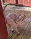 Beautiful Sphynx kittens Image eClassifieds4u
