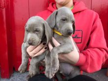 Cute and lovely male and female Weimaraner Puppies Image eClassifieds4u 1