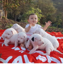 Home trained Dogo Argentino puppies available Image eClassifieds4u 2
