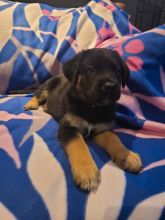 Home trained German shepherd puppies available Image eClassifieds4u 3