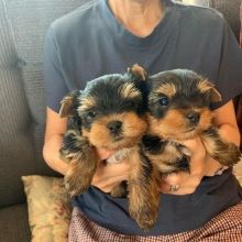 Lovely Yorkshire Terrier puppies Image eClassifieds4U