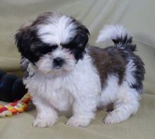 Two adorable 12 week old Shih Tzu puppies Image eClassifieds4u