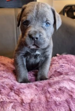 Healthy Cane Corso puppies available