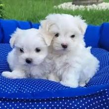 Lovely Bichon Frise puppies