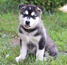 Well Trained Alaskan Malamute puppies Image eClassifieds4u