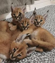Caracal cats Available