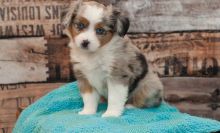 Affordable Australian Shepherd puppies available