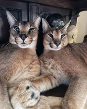 Caracal cats available, current on vaccinations, well trained and good with kids