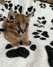 Ckc Ckc Caracal cats
