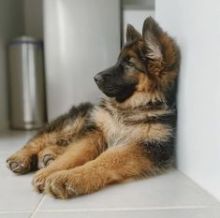 Beautiful German Shepherd Puppies for Adoption 💕Delivery Available🌎