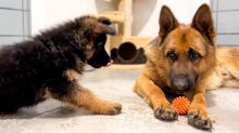 Beautiful German Shepherd Puppies for Adoption 💕Delivery Available🌎