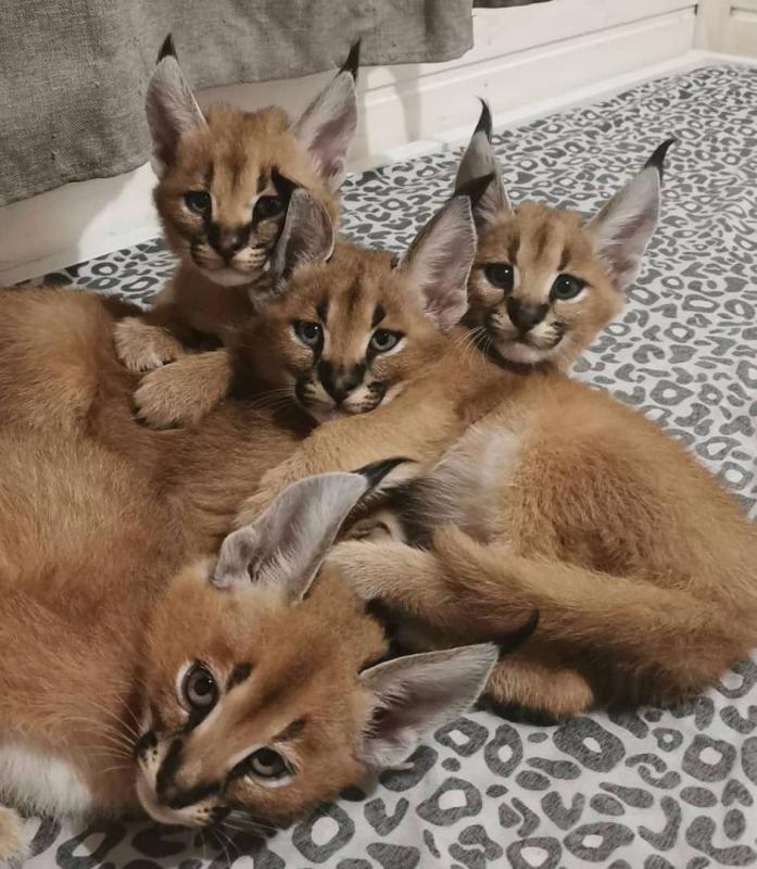 Healthy Caracal cats Available Image eClassifieds4u