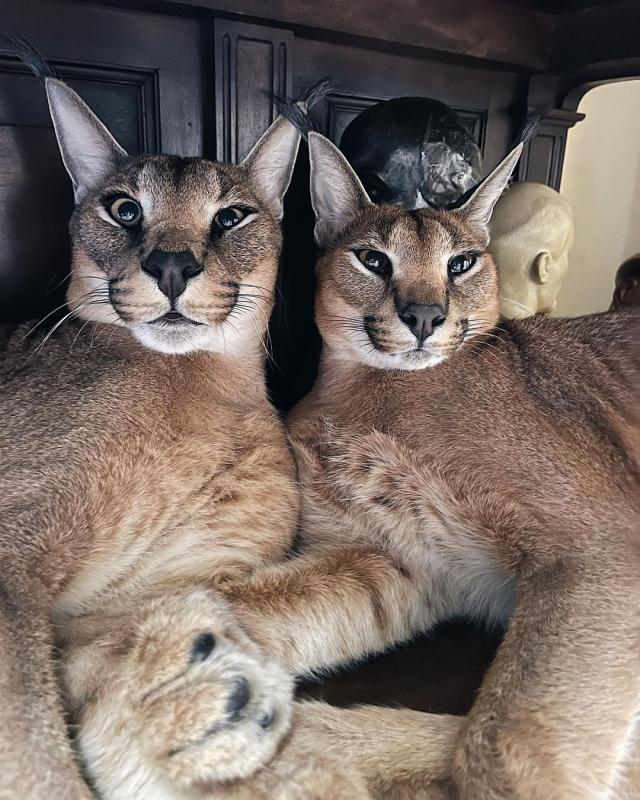 male and female Caracal cats Image eClassifieds4u