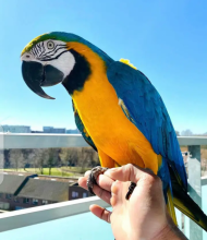 Loving Macaw Parrots ready for a new home