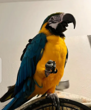 Loving Macaw Parrots ready for a new home Image eClassifieds4u 2