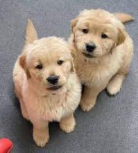 Male and Female Golden Retriever Puppies Available 💕Delivery Available🌎