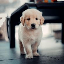 Male and Female Golden Retriever Puppies Available 💕Delivery Available🌎