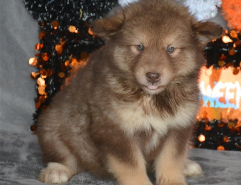 Excellence lovely Male and Female alaskan malamute Puppies for adoption Image eClassifieds4u