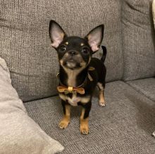 Excellence lovely Male and Female chihuahua Puppies for adoption Image eClassifieds4U