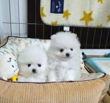 Adorable Pomeranian puppies for adoption near me