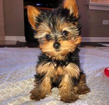 Cute Yorkshire Terrier puppies for sales near me