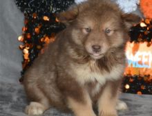 Excellence lovely Male and Female alaskan malamute Puppies for adoption